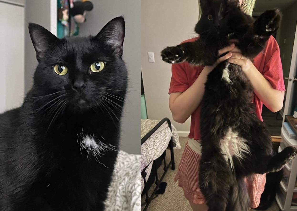 Cats! Emi(left) and Dave(right, being carried by my roommate)